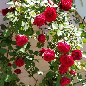 Meet your Posher, Marisol